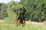 DOBERMANN 026